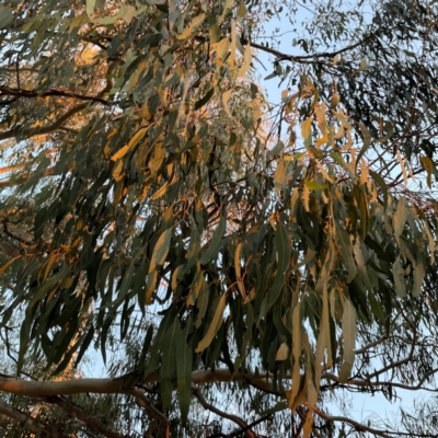 Eucalyptus lactea