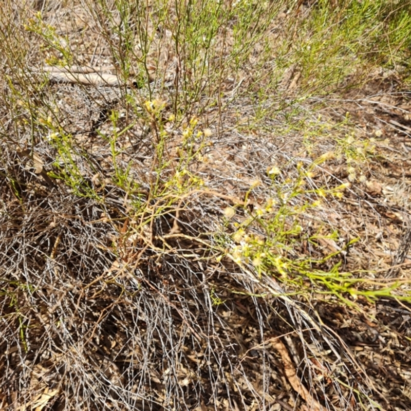 Olearia decurrens