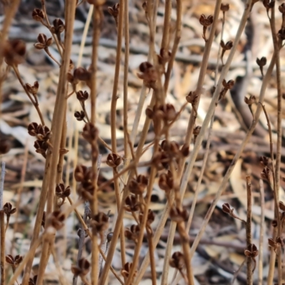 Bulbine alata