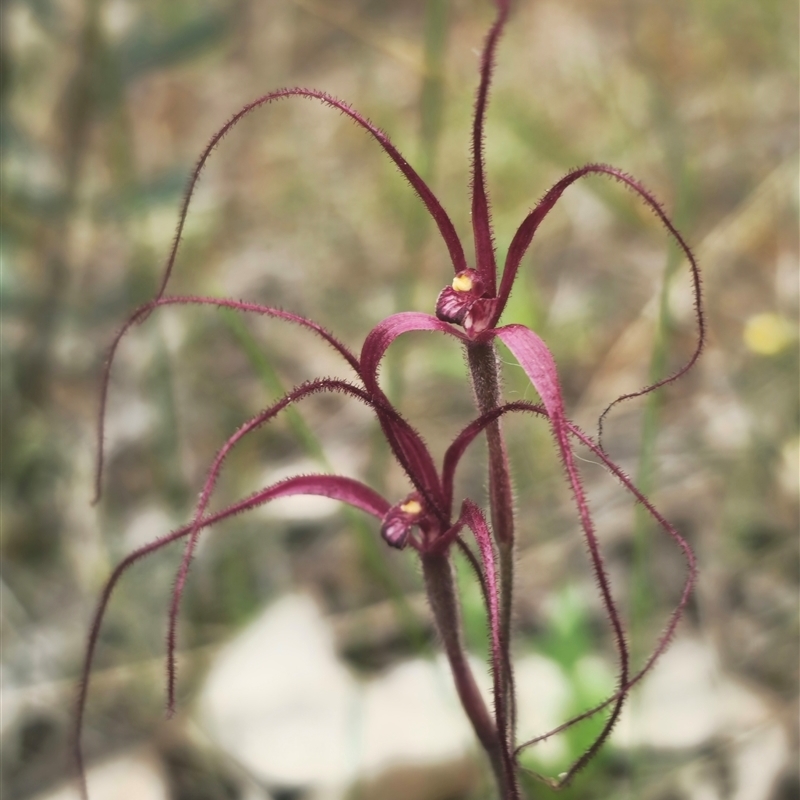 Caladenia filamentosa