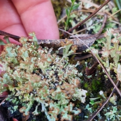 Cladonia cervicornis