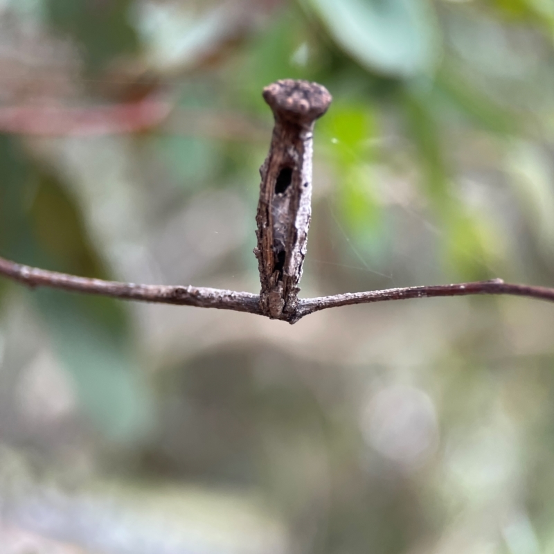 Apiomorpha calycina/urnalis* species complex