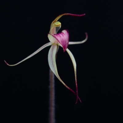 Caladenia fitzgeraldii