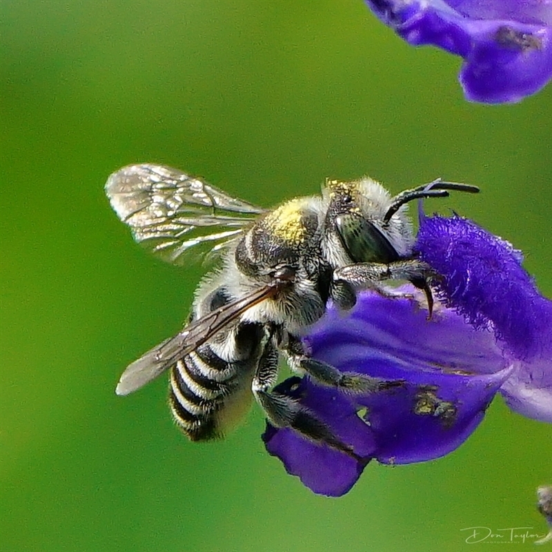 Megachile serricauda