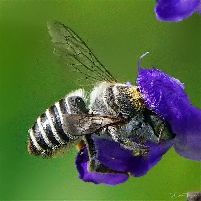 Megachile serricauda