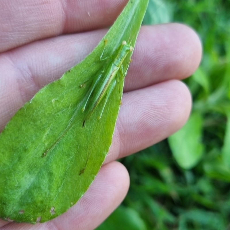 Austrophlugis orumbera
