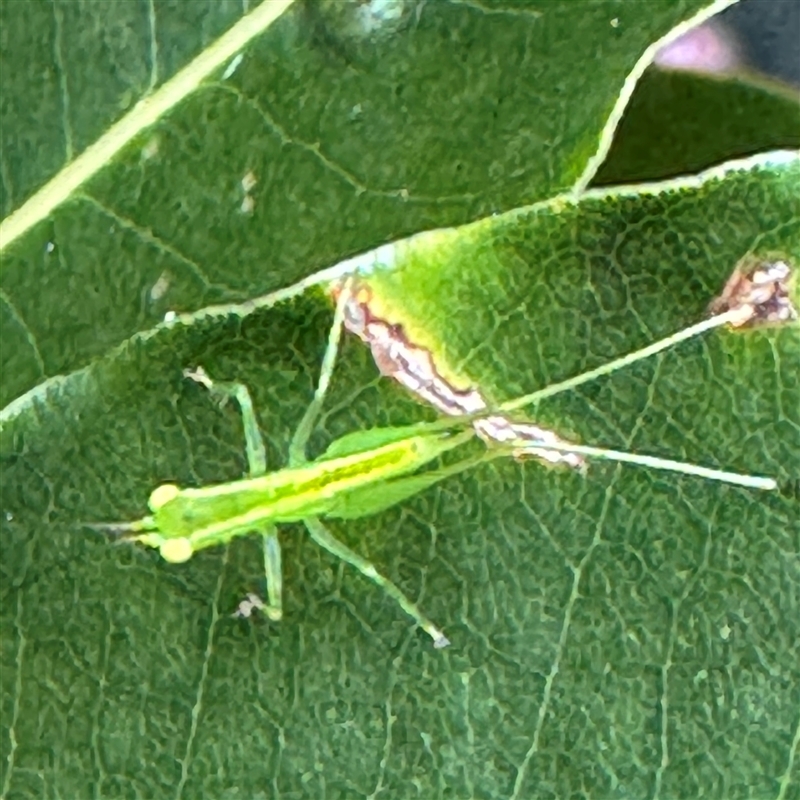 Austrophlugis orumbera