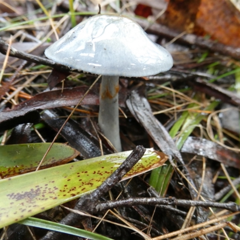 Cortinarius sp. - lilac, blue(ish), purple(ish)