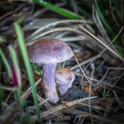 Cortinarius sp. - lilac, blue(ish), purple(ish)