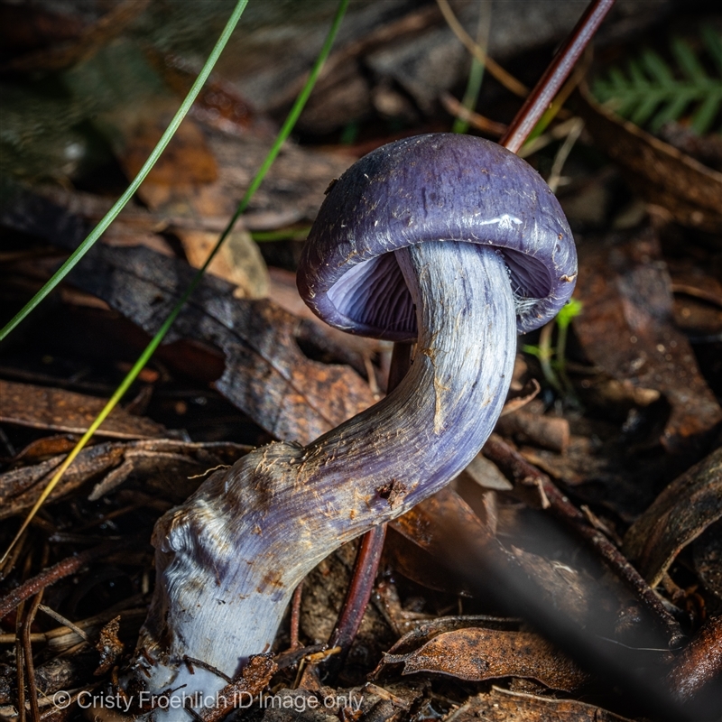 Cortinarius sp. - lilac, blue(ish), purple(ish)