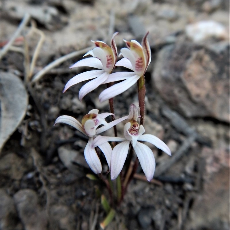 Caladenia fuscata