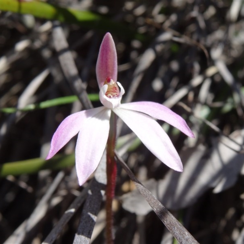 Caladenia fuscata