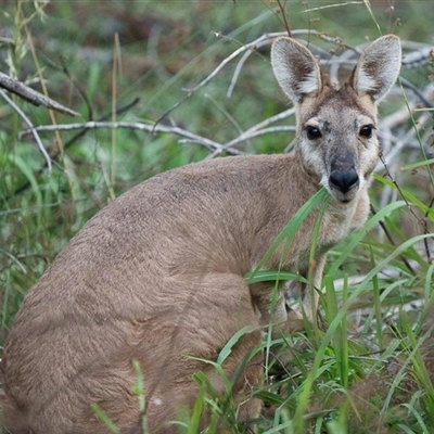 Osphranter robustus woodwardi