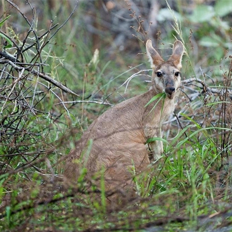 Osphranter robustus woodwardi