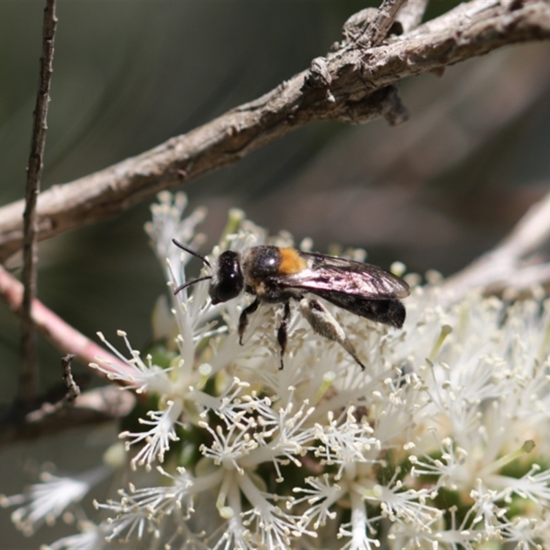 Leioproctus (Exleycolletes) cristatus