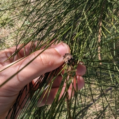 She-oak Insect Gall