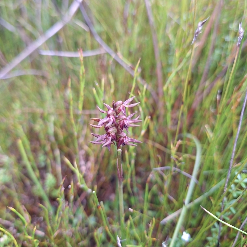 Corunastylis formosa