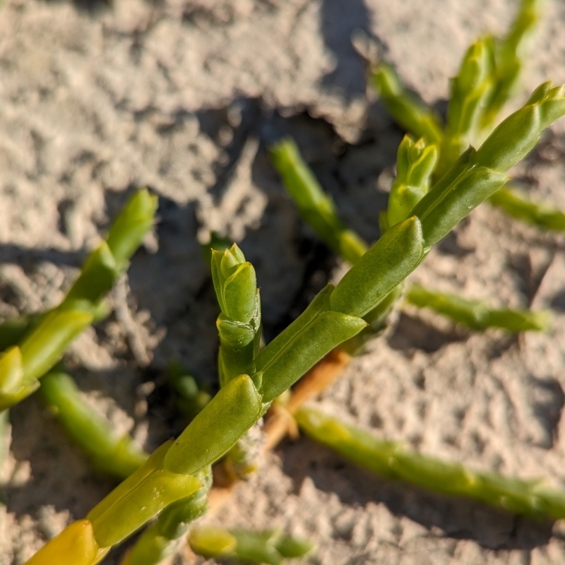 Tecticornia triandra