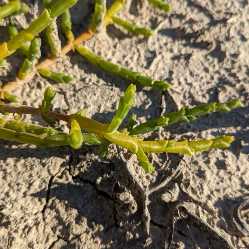 Tecticornia triandra