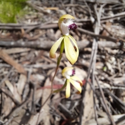 Caladenia hildae