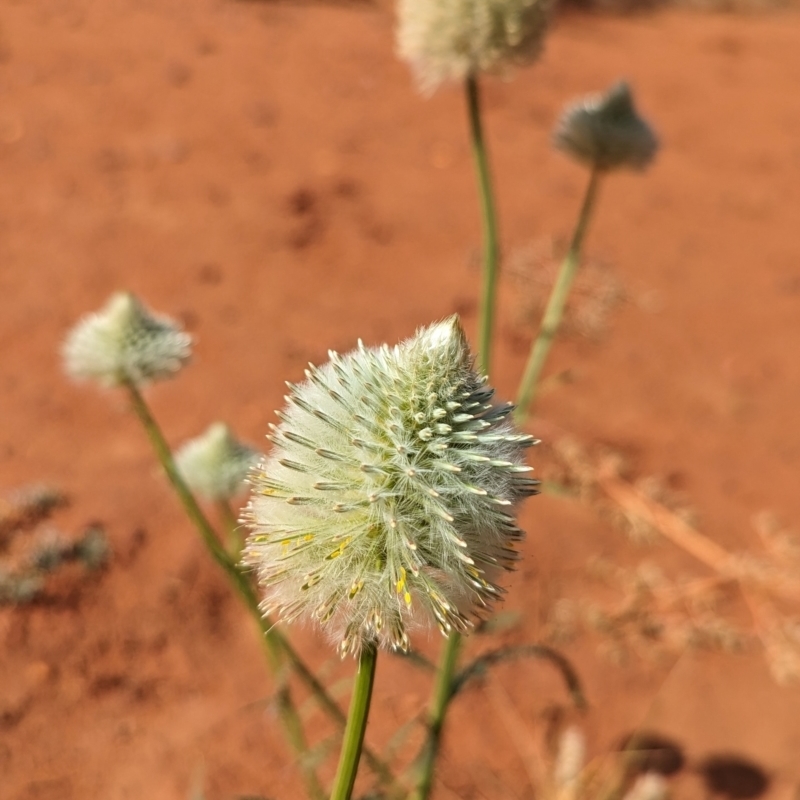 Ptilotus xerophilus