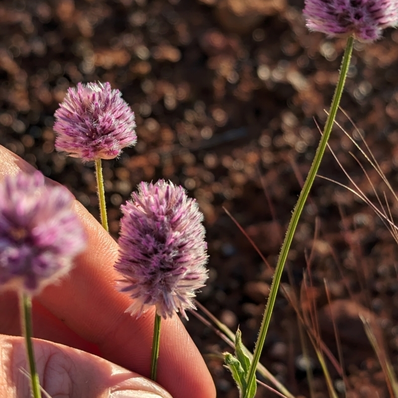 Ptilotus helipteroides