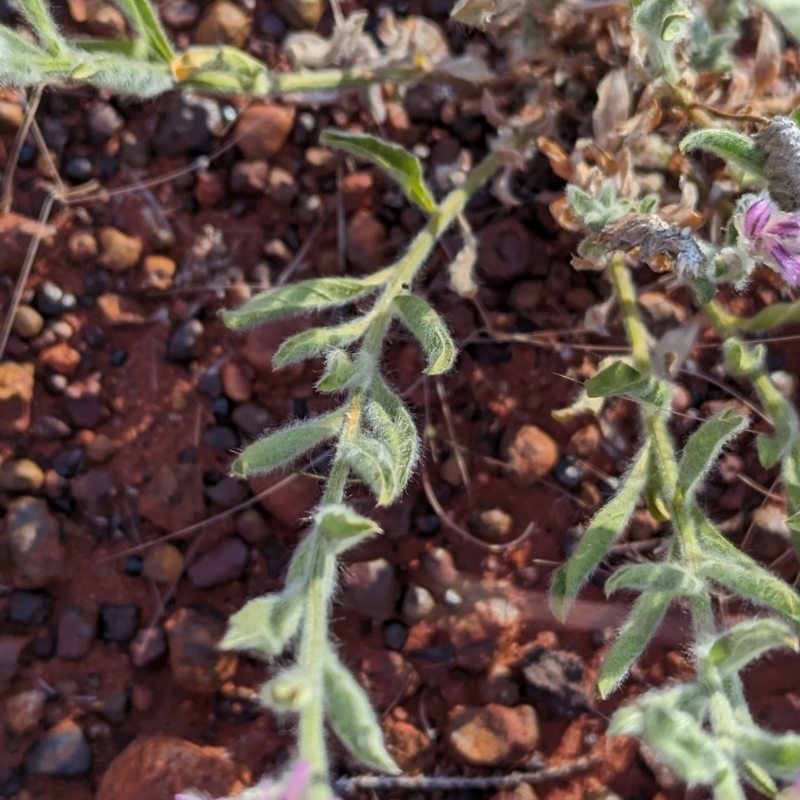 Ptilotus helipteroides