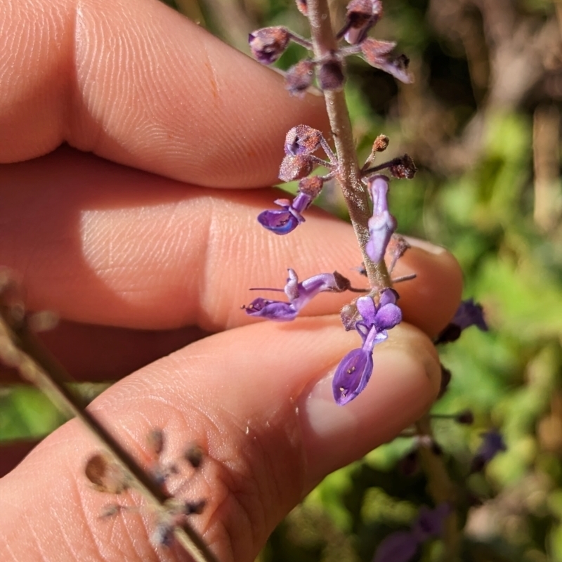 Coleus intraterraneus