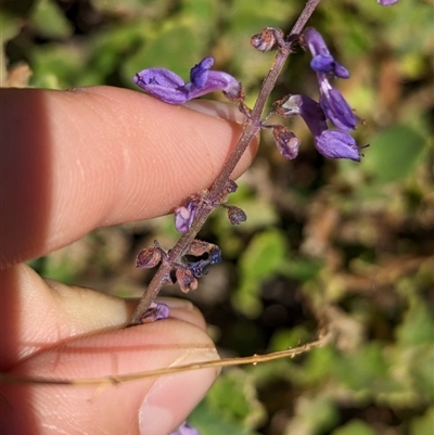 Coleus intraterraneus