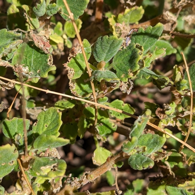 Coleus intraterraneus