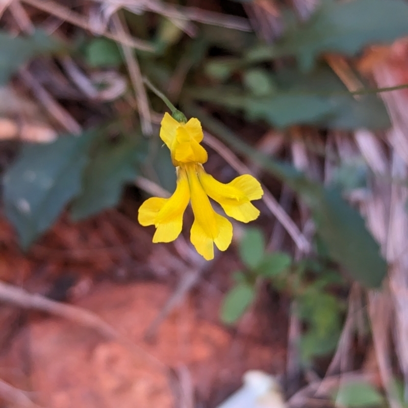 Goodenia glabra