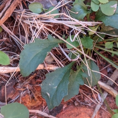 Goodenia glabra