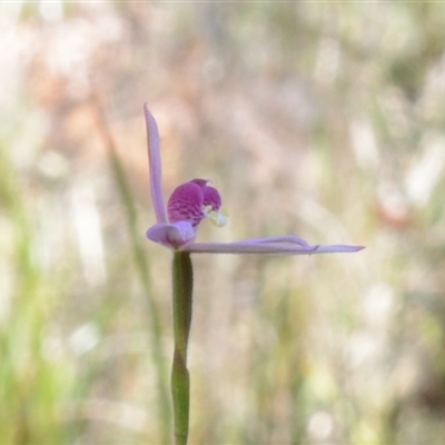 Caladenia hillmanii