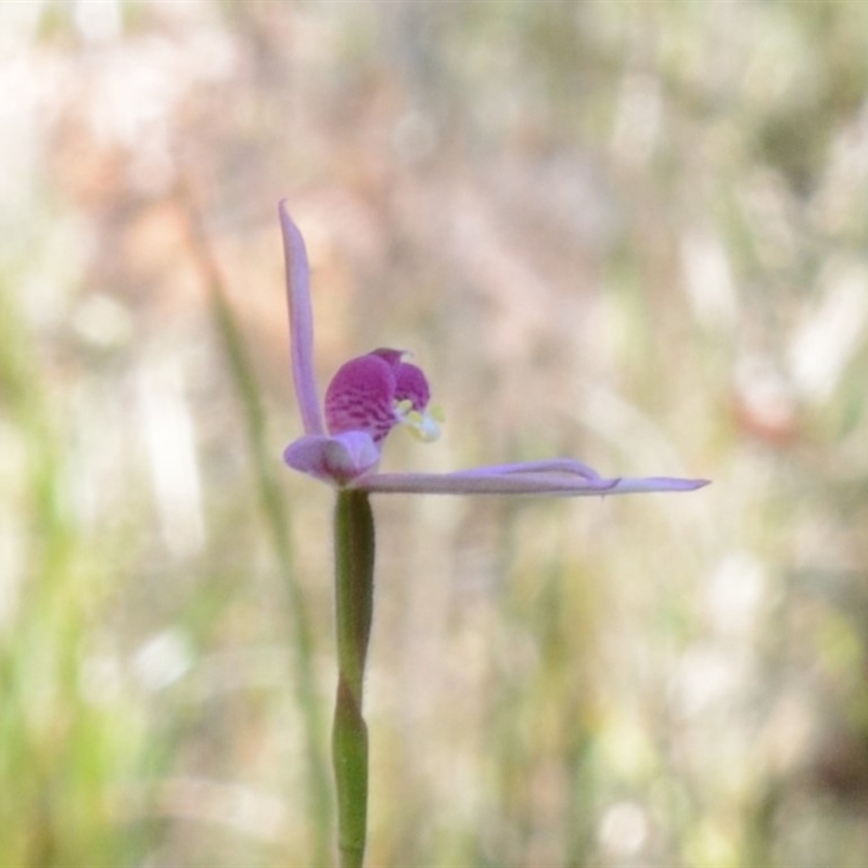 Caladenia hillmanii