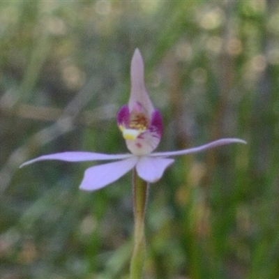 Caladenia hillmanii