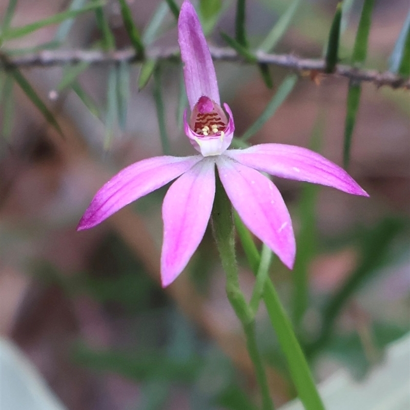 Caladenia hillmanii