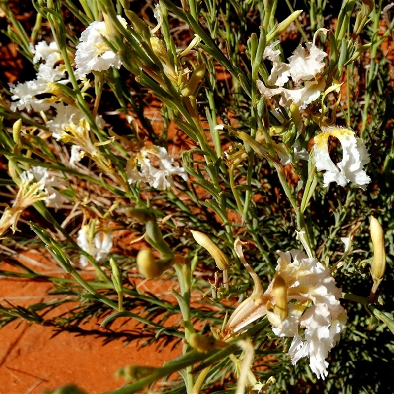 Lechenaultia lutescens