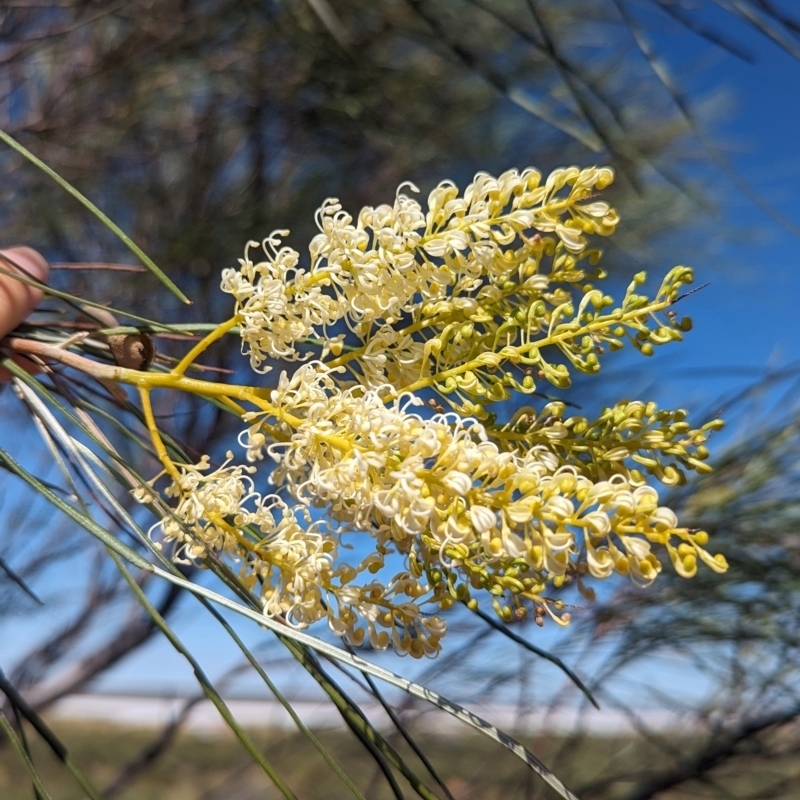 Grevillea stenobotrya