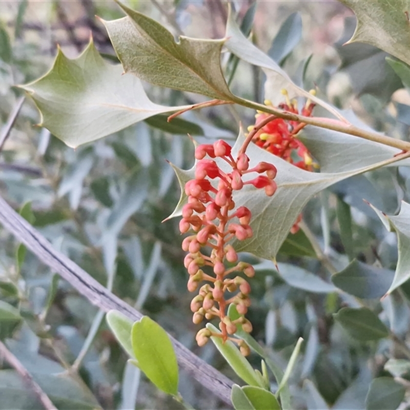 Grevillea wickhamii