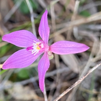 Caladenia latifolia