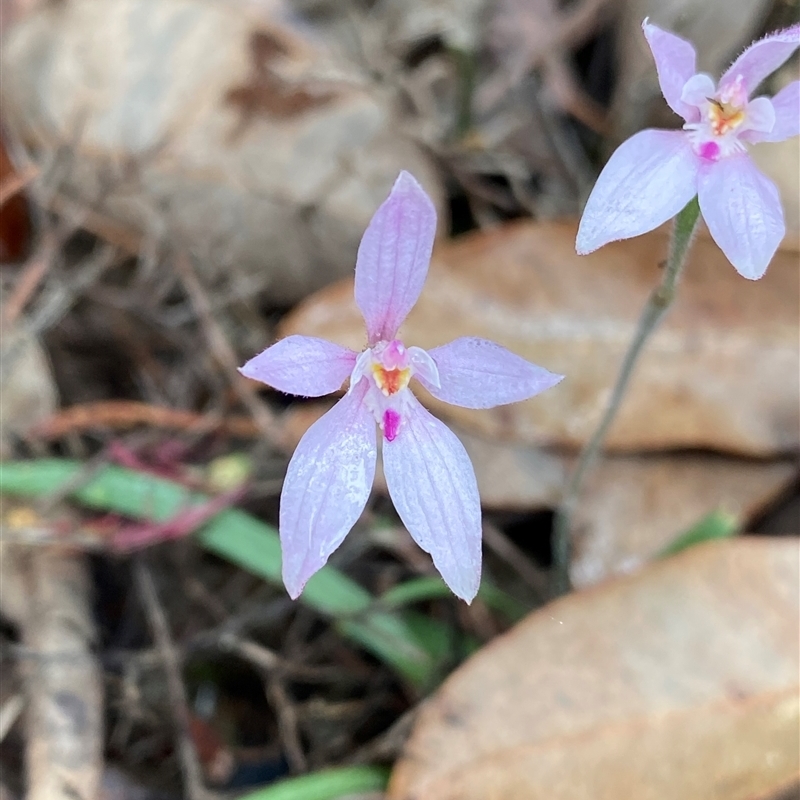 Caladenia latifolia