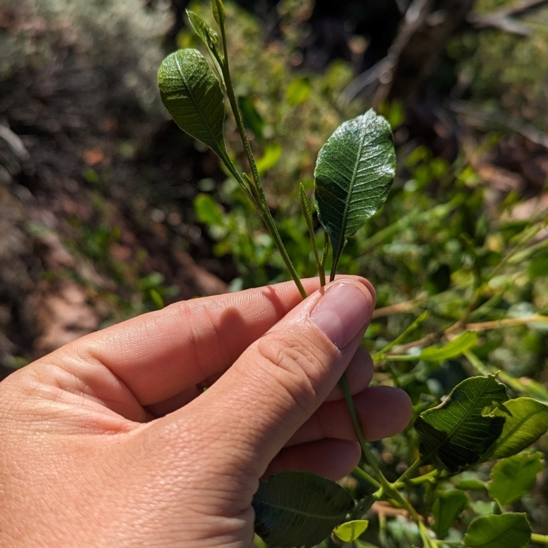 Dodonaea viscosa subsp. mucronata