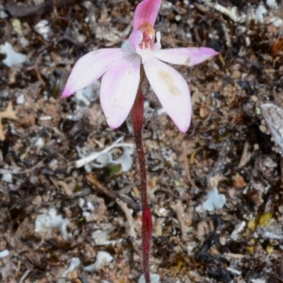 Caladenia mentiens