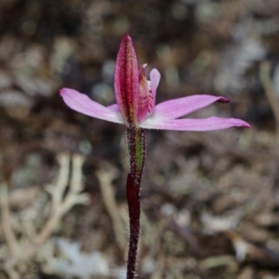 Caladenia mentiens