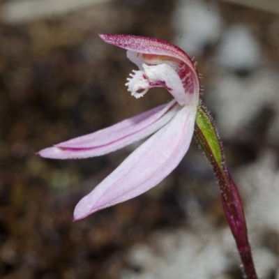 Caladenia mentiens