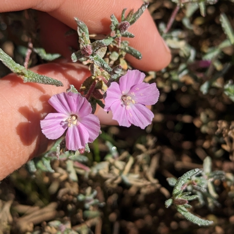 Frankenia cordata