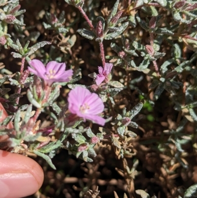 Frankenia cordata