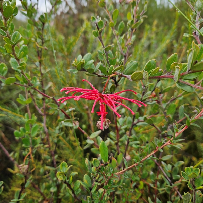 Grevillea speciosa