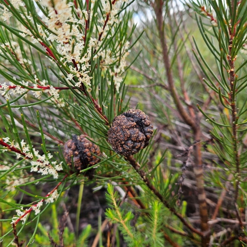 Hakea propinqua