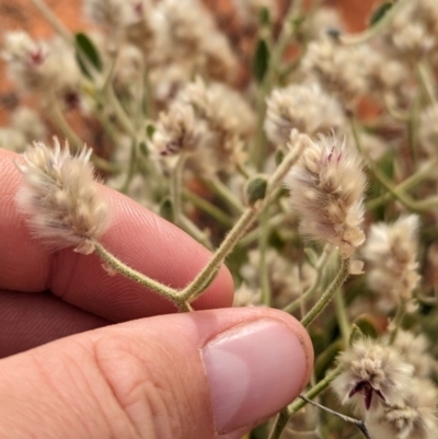 Ptilotus arthrolasius